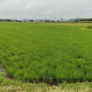 千葉ロッテ貞元移転485 農振地区の優良農地である貞元の田んぼを潰す計画の原点「千葉県君津市基本計画」を検証をお願いします🙏