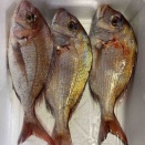 本日のオンリーワン