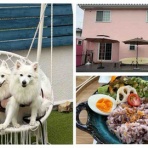 シェビーズのブログ