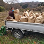 エゴマ・ベンガルの風にのって