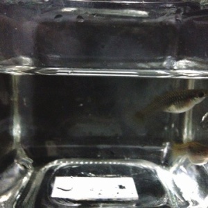 稚魚の生存率アップ方法 グッピー 稚魚 成長過程 給餌回数 アクアリウム情報 アンテナサイト アクアリウムの輪