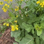  ( ͡⊙ ͜ʖ ͡⊙) ココアシガレット・アンダーグラウンド ( ͡◉ ͜ʖ ͡◉)