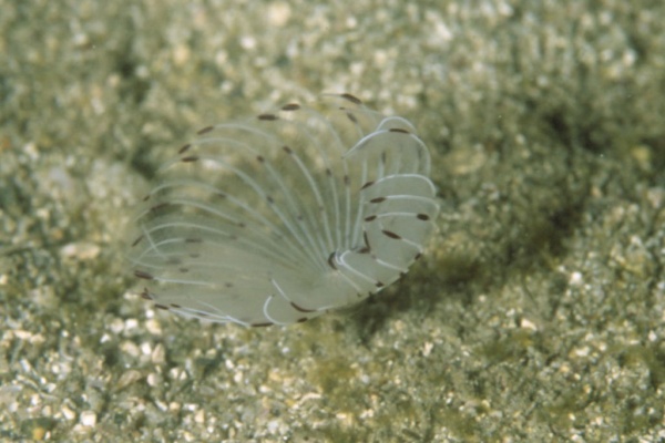 海洋生物図鑑 仮 海洋生物図鑑 仮