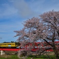近江鉄道と桜②