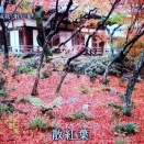 京都浪漫 宝筐院