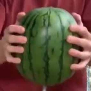 猫の動画 ねこわん！