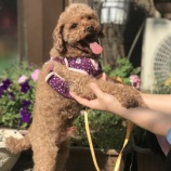 『【犬】１頭 保健所から受け入れました』の画像