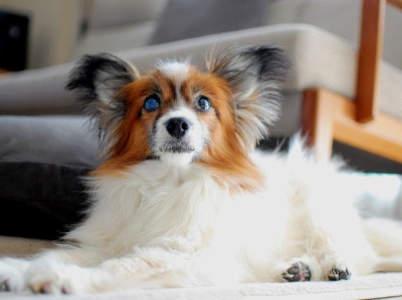 連休初日、飼い犬に手を噛まれる