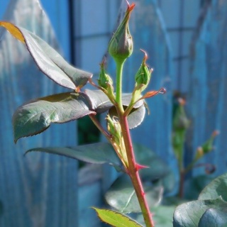 ブルーガーデンと花育て