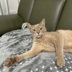 猫耳にゃんころぽん