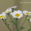 八重咲き皐月開花