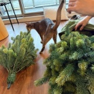 クリスマスツリーを出しました