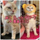 【譲渡成約】ミコ→ミミ⭐︎おめでとう⭐︎