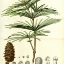 【山一·高野槙木盆】在山一於國內外廣受歡迎的沐浴套裝中，如今新增了採用高野槙（日本金松）製作的木盆。