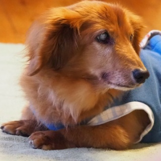 花とワンコな日々