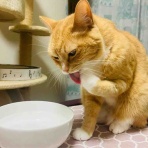 おてんば茶々姫