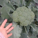 ハイツ2個目の収穫　11/9