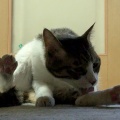 そら君　４枚の写真　よく見たらお鼻辺り黒かったのね
