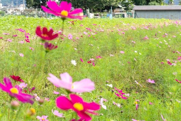 高槻つーしん 花
