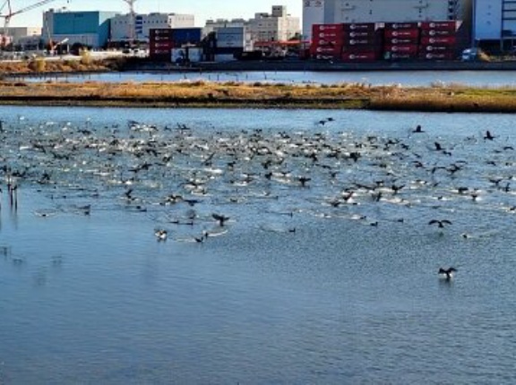 2025年12月18日の野鳥公園