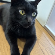 【猫写真】娘が撮った猫たちの写真