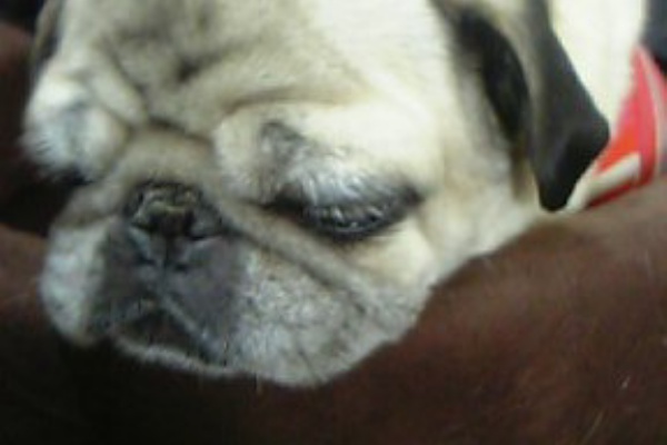 つれづれフォト日記 今日のわんこ