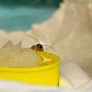 オオタバコガのラッキーちゃん（2026/02/21）