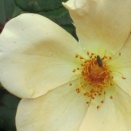 薔薇　ミセス・オークリー・フィッシャー　