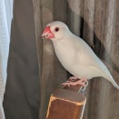 鮭を奪って逃げる文鳥