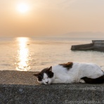 猫写真家・沖 昌之のブログ　野良ねこちゃんねる。　