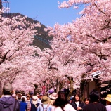 『2026.4『がいせん桜🌸 歩いてみたよ❺』岡山県真庭郡新庄村』の画像