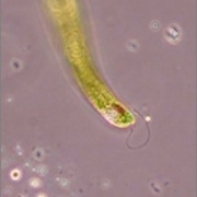 Euglena　oxyuris　オオミドリムシ？？