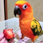 コではじまるインコ