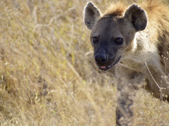 6000年前に絶滅したはずの哺乳類、ニューギニアで生存個体を発見