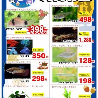 SONOアクアプランツファーム水草･海藻情報局