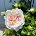 薔薇が見頃です♪