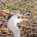 孫兵衛川で七種の野鳥を撮る🦜📸（多々良沼公園）