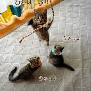 猫とお酒と日々のこと