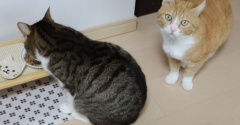 猫らのゴハン置き場で。