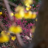 『2026.2『岡山後楽園(梅林)』㊗ 満開❶ / 岡山市北区後楽園』の画像