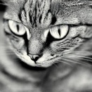 固定資産税が高すぎて悲しくなる猫
