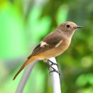 ポールの上に留まるジョウビタキです