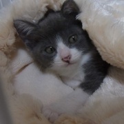 ユニークな猫の写真を集めてみました