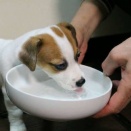 【画像】犬さんお水を飲んでご満悦
