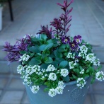 寄せ植えその後