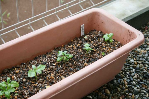 プランターマニアックス バジル