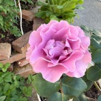 のばらのガーデニングブログ　Hana and Rose Garden+