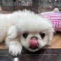 ペキニーズ🌊