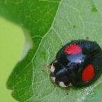 御代田町（西軽井沢）移住生活　軽井沢移住