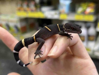 11月目玉特価生体！